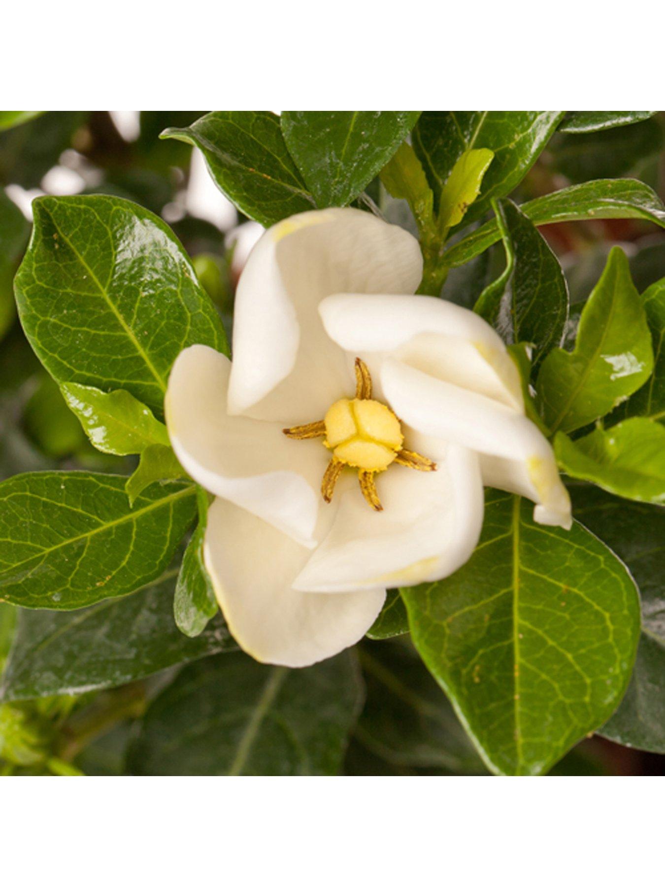 Image 4 of 4 of You Garden Hardy Gardenia Kleims Hardy Pack Of 3