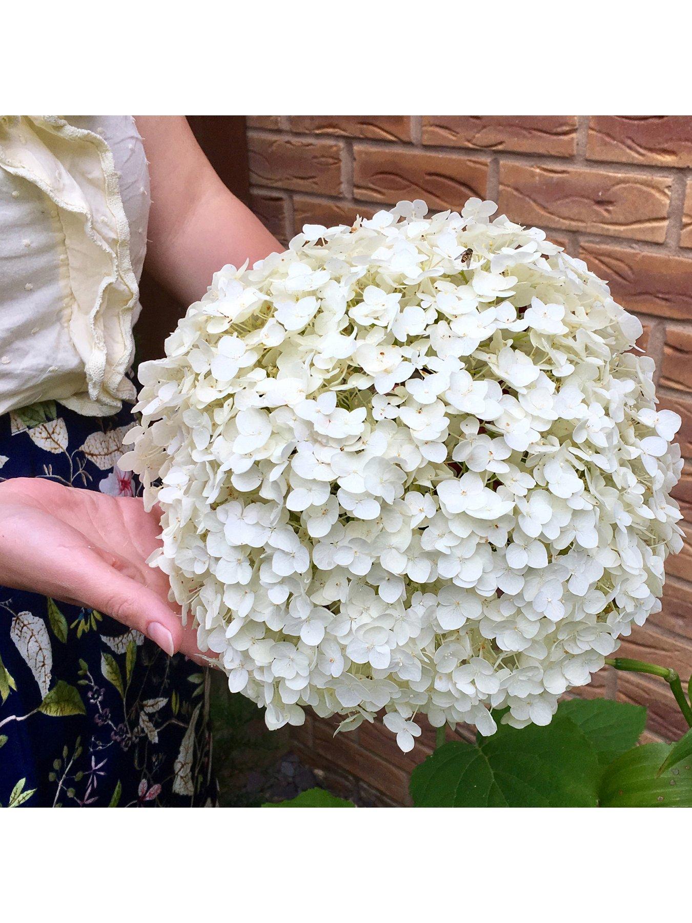 you-garden-tree-hydrangea-incrediball-3l-pot