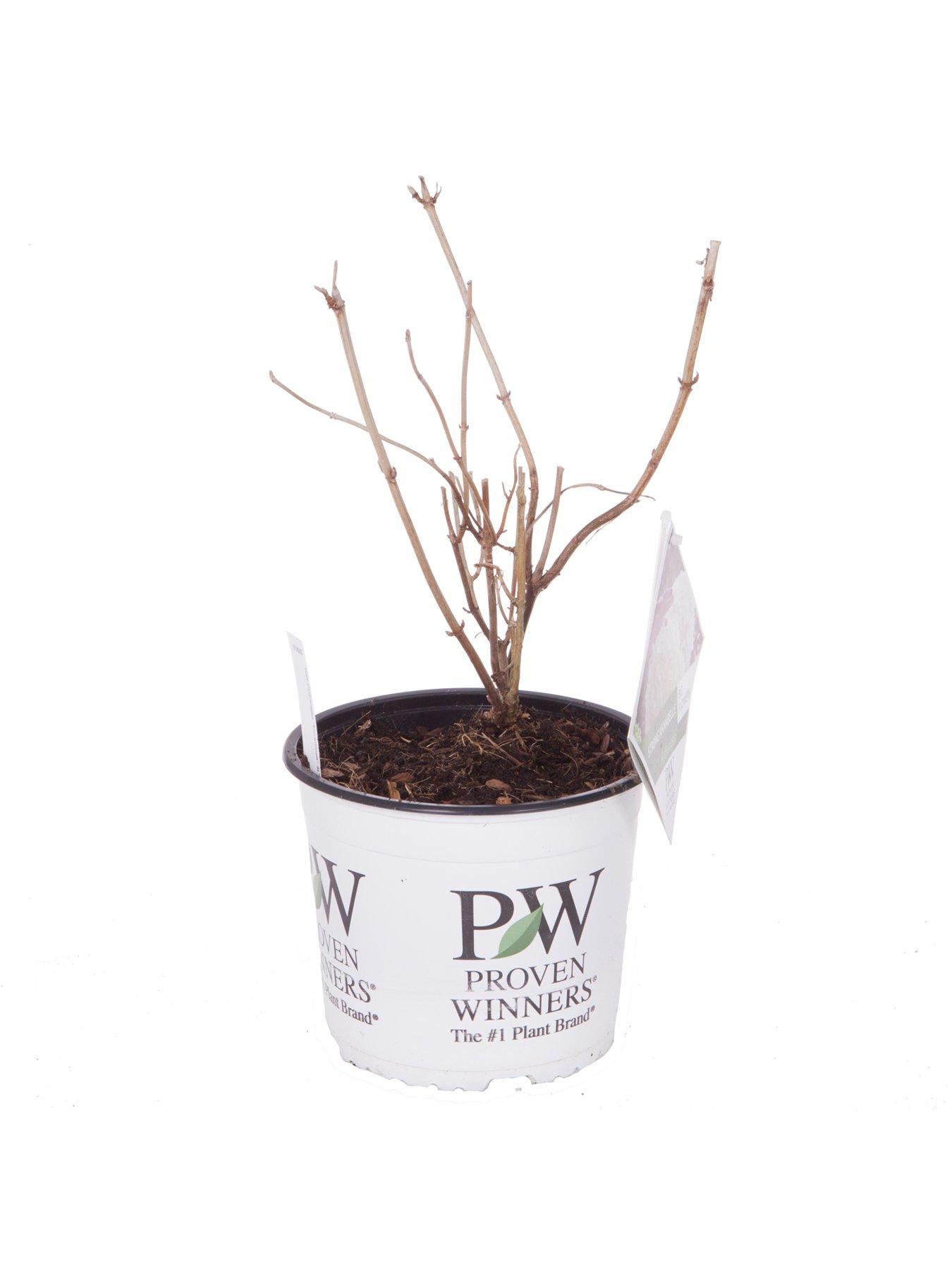 stillFront image of you-garden-tree-hydrangea-incrediball-3l-pot