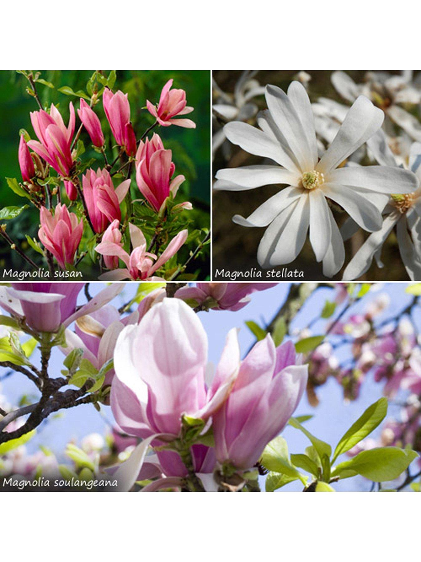 You Garden Fragrant Magnolia Collection 3X 9cm Potted Plants