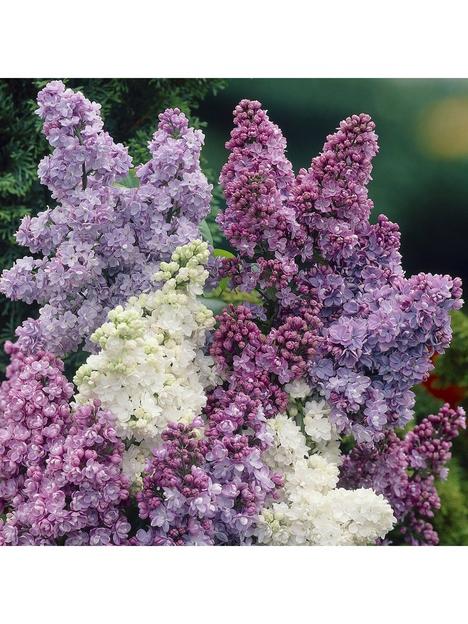 fragrant-french-lilac-plants-collection-3x9cm-plants