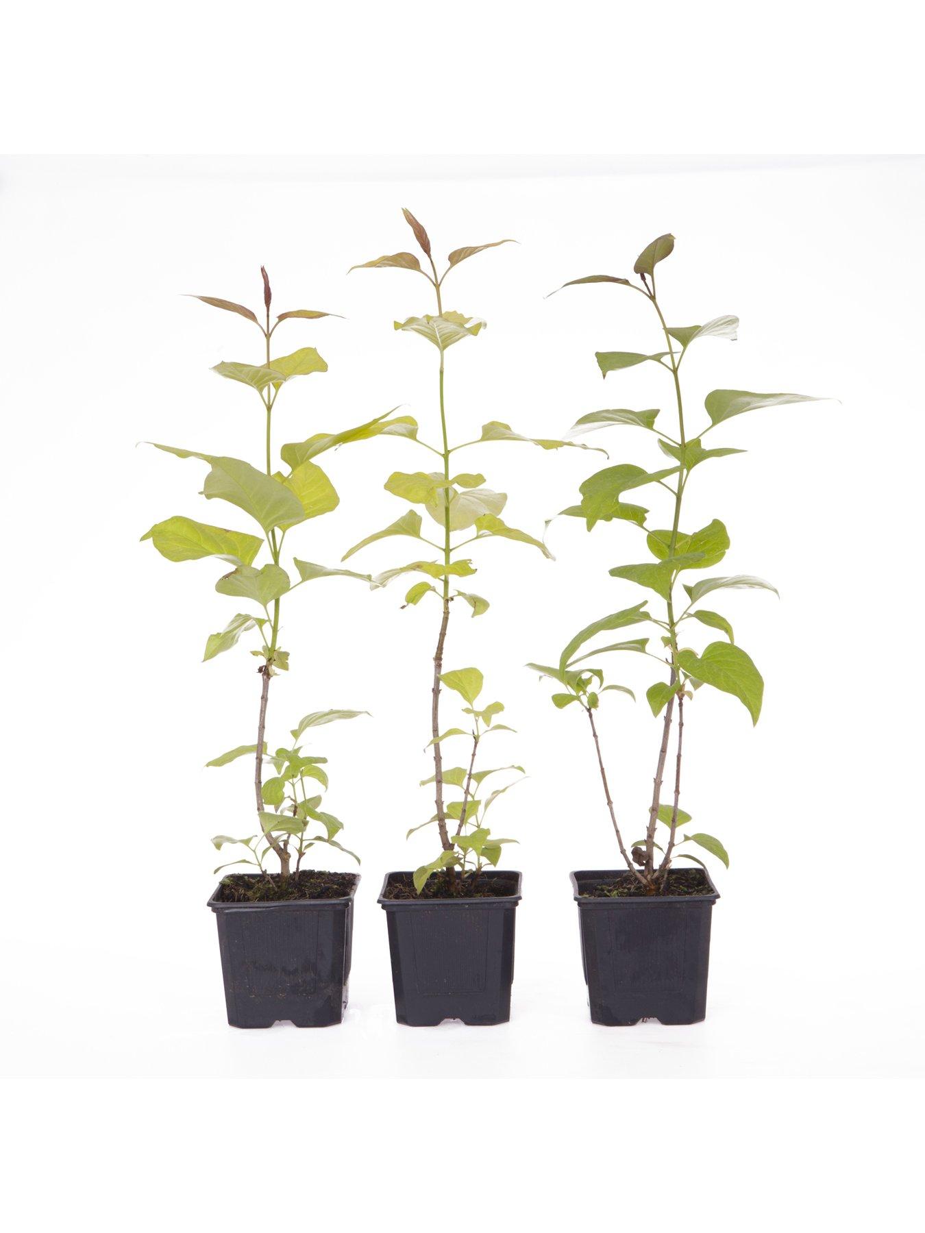 stillFront image of you-garden-fragrant-french-lilac-plants-collection--nbsp3-xnbsp9cm-plants