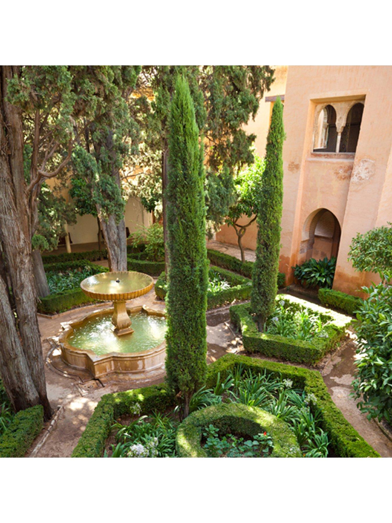 undefined Pair Of Italian Cypress Trees 0.6-0.9m Tall