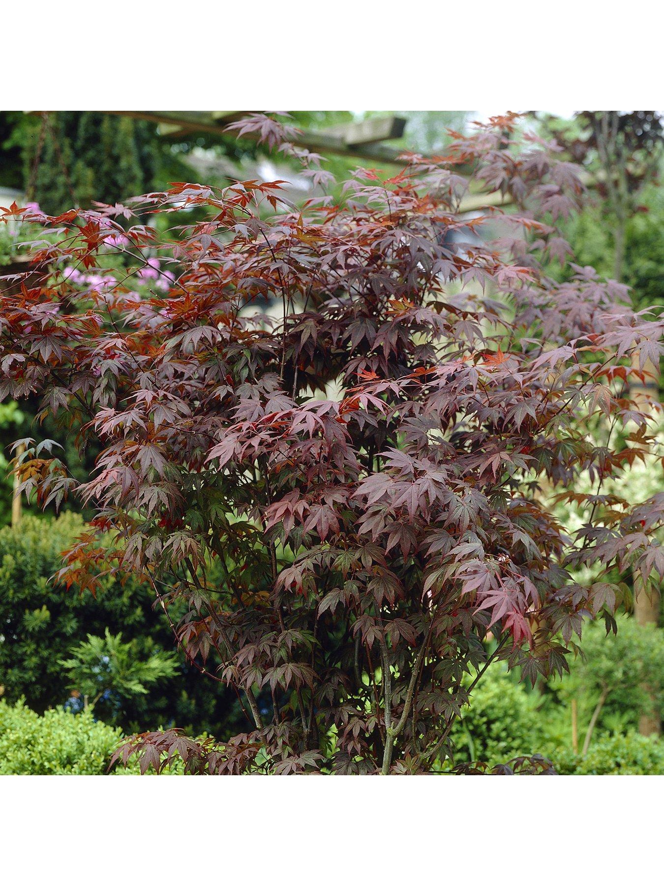 Image 1 of 5 of You Garden Hardy Acers Collection&nbsp;3 x&nbsp;10.5cm