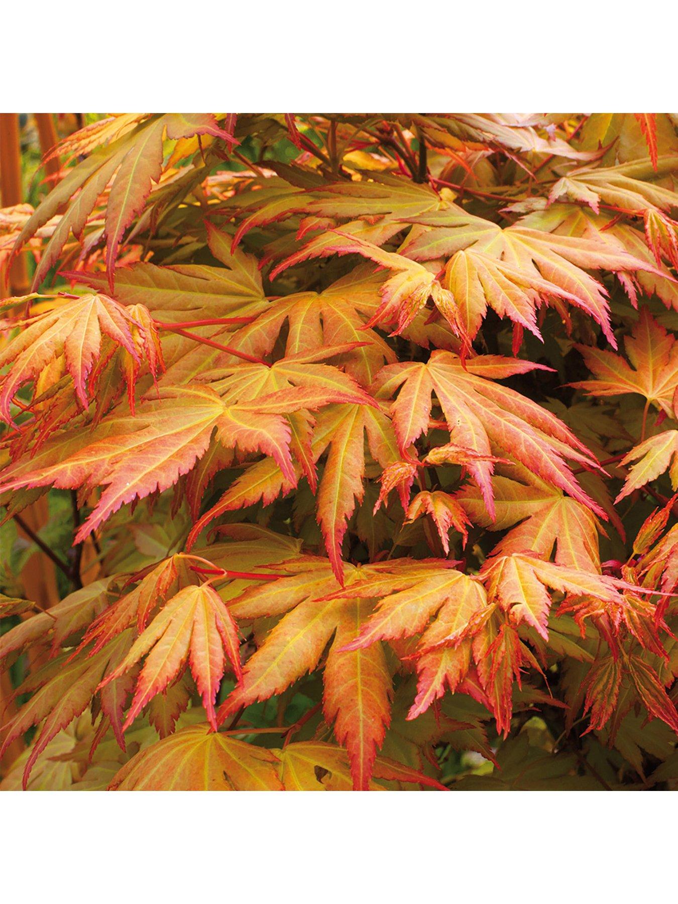 Image 3 of 5 of You Garden Hardy Acers Collection&nbsp;3 x&nbsp;10.5cm