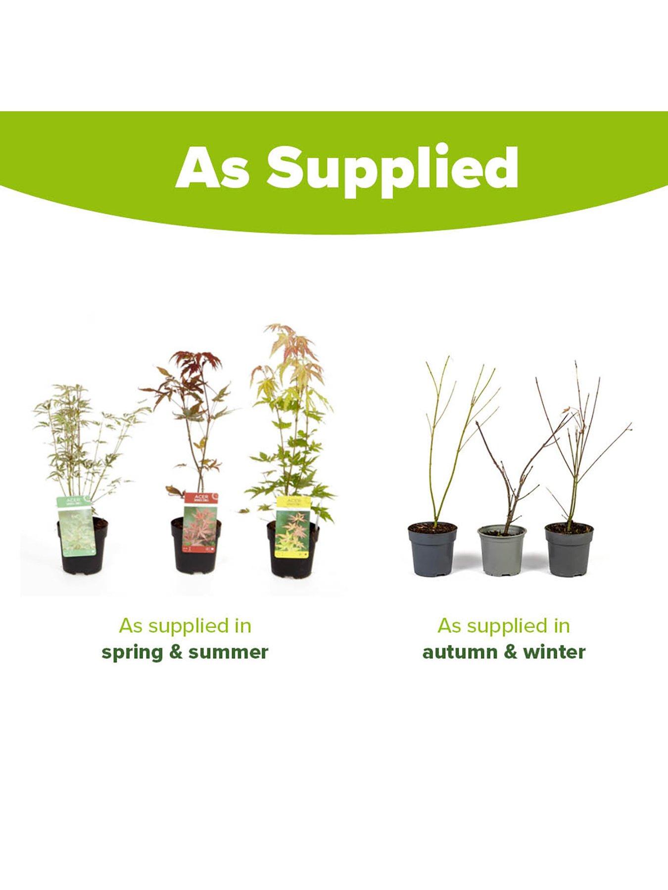 Image 4 of 5 of You Garden Hardy Acers Collection&nbsp;3 x&nbsp;10.5cm