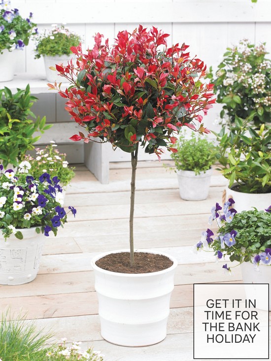 front image of photinia-little-red-robin-1m-standard
