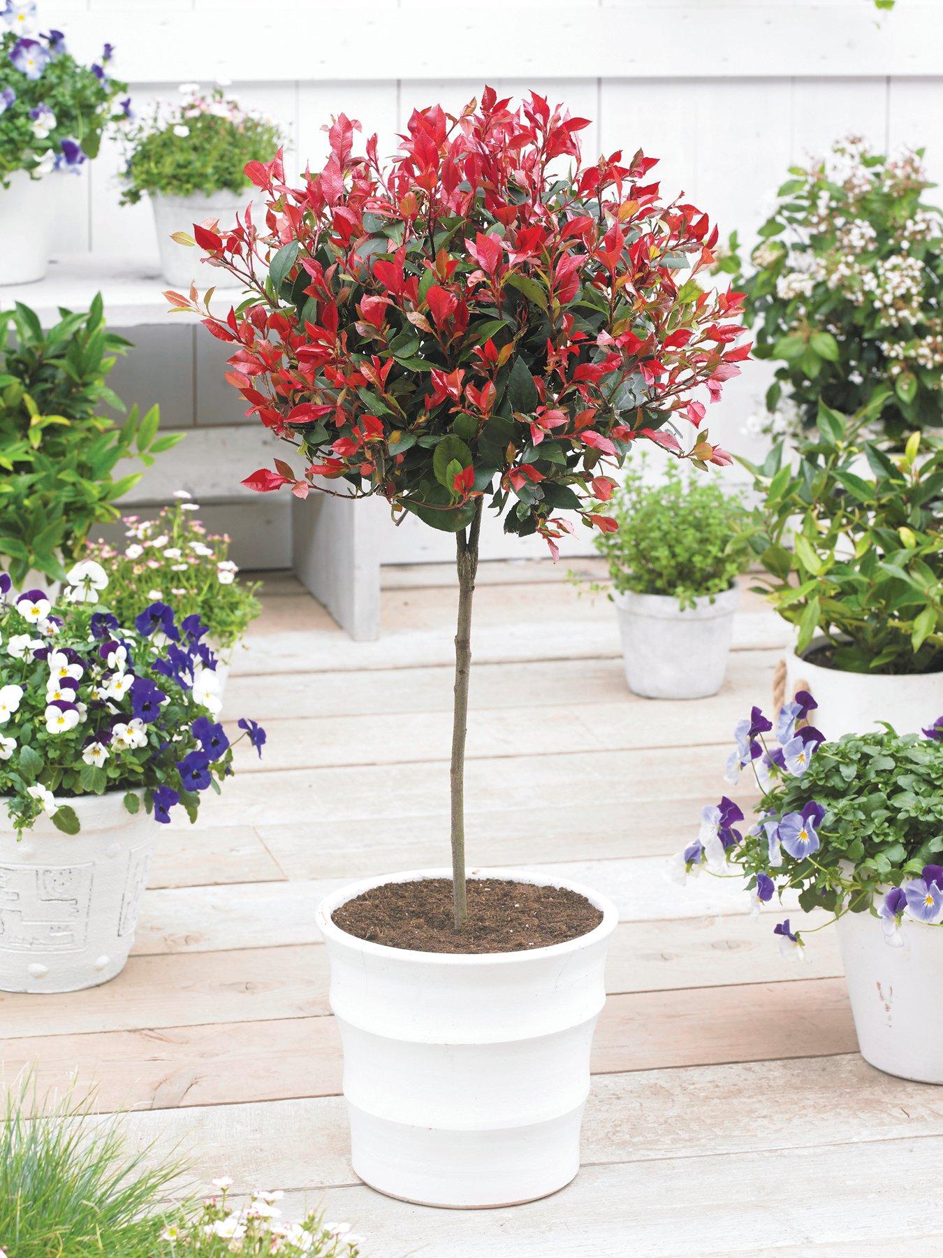 front image of you-garden-photinia-little-red-robin-1m-standard