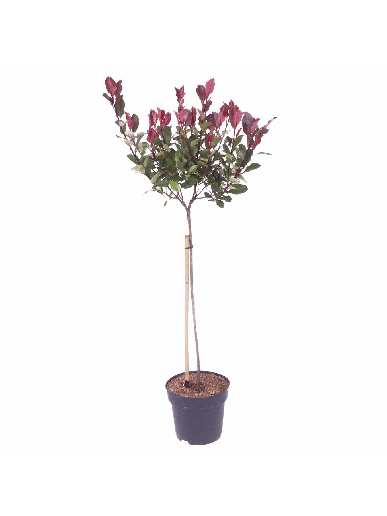 stillFront image of you-garden-photinia-little-red-robin-1m-standard