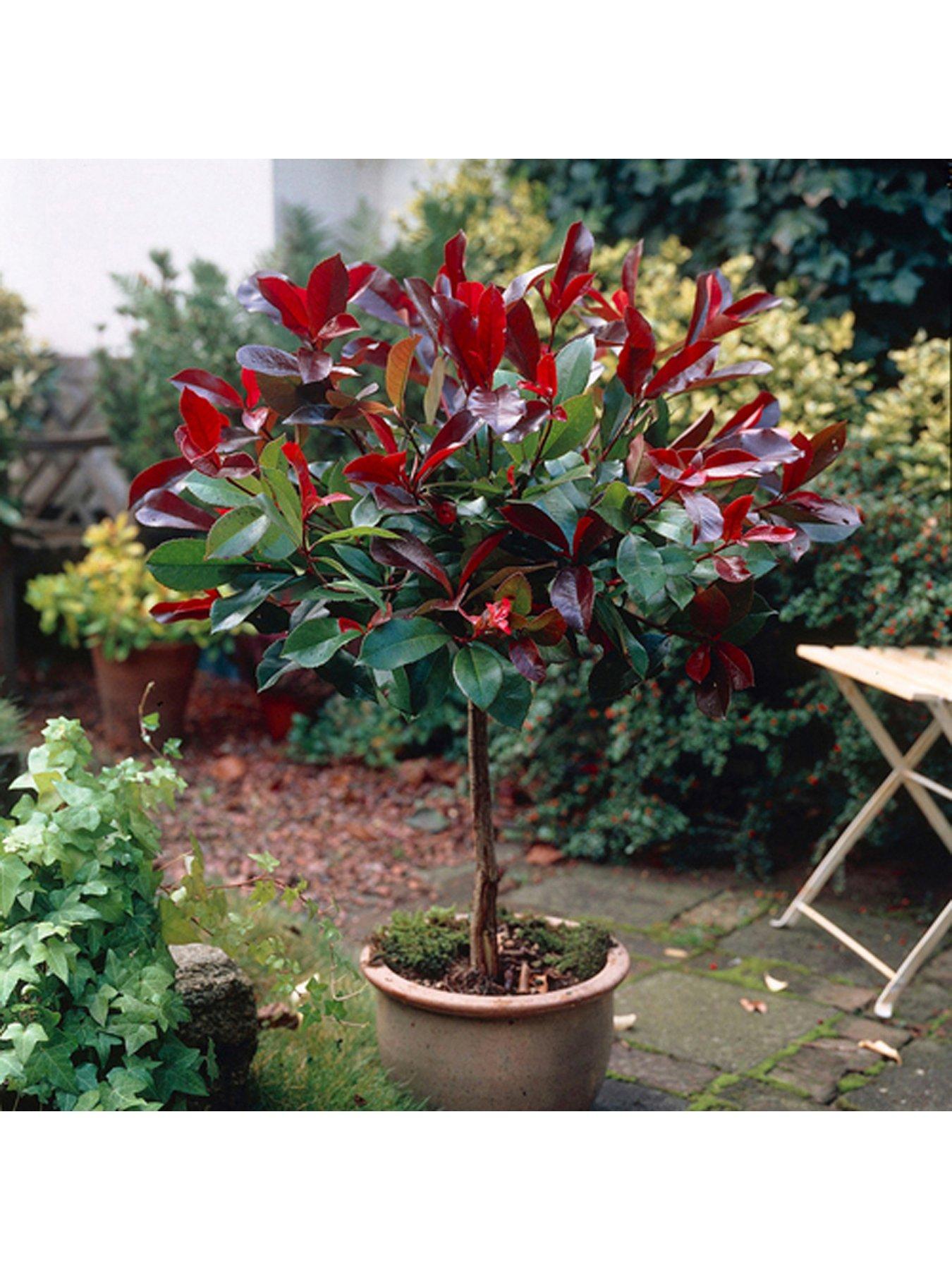 You Garden Photinia Little Red Robin 1m Standard | Littlewoods