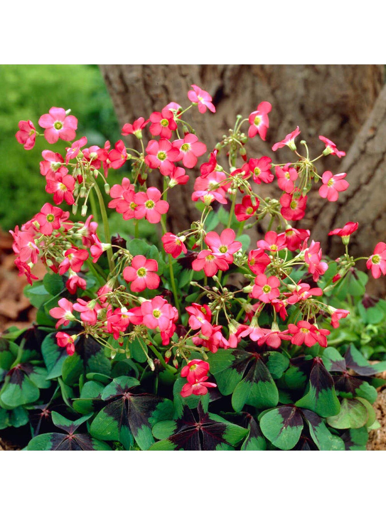  image of you-garden-300-summer-bulb-collection-7-varieties