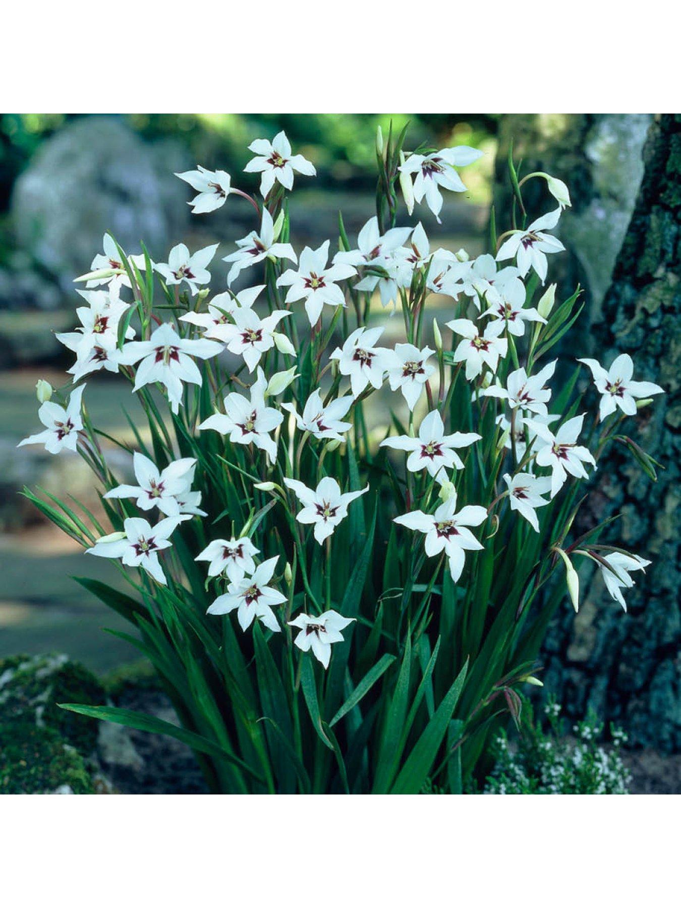  image of you-garden-300-summer-bulb-collection-7-varieties