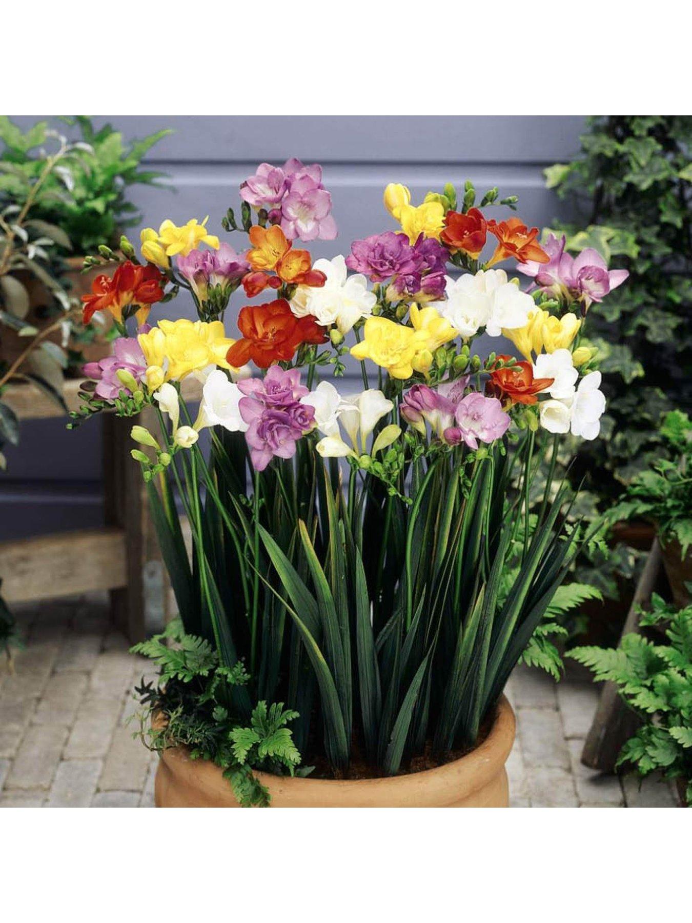  image of you-garden-300-summer-bulb-collection-7-varieties