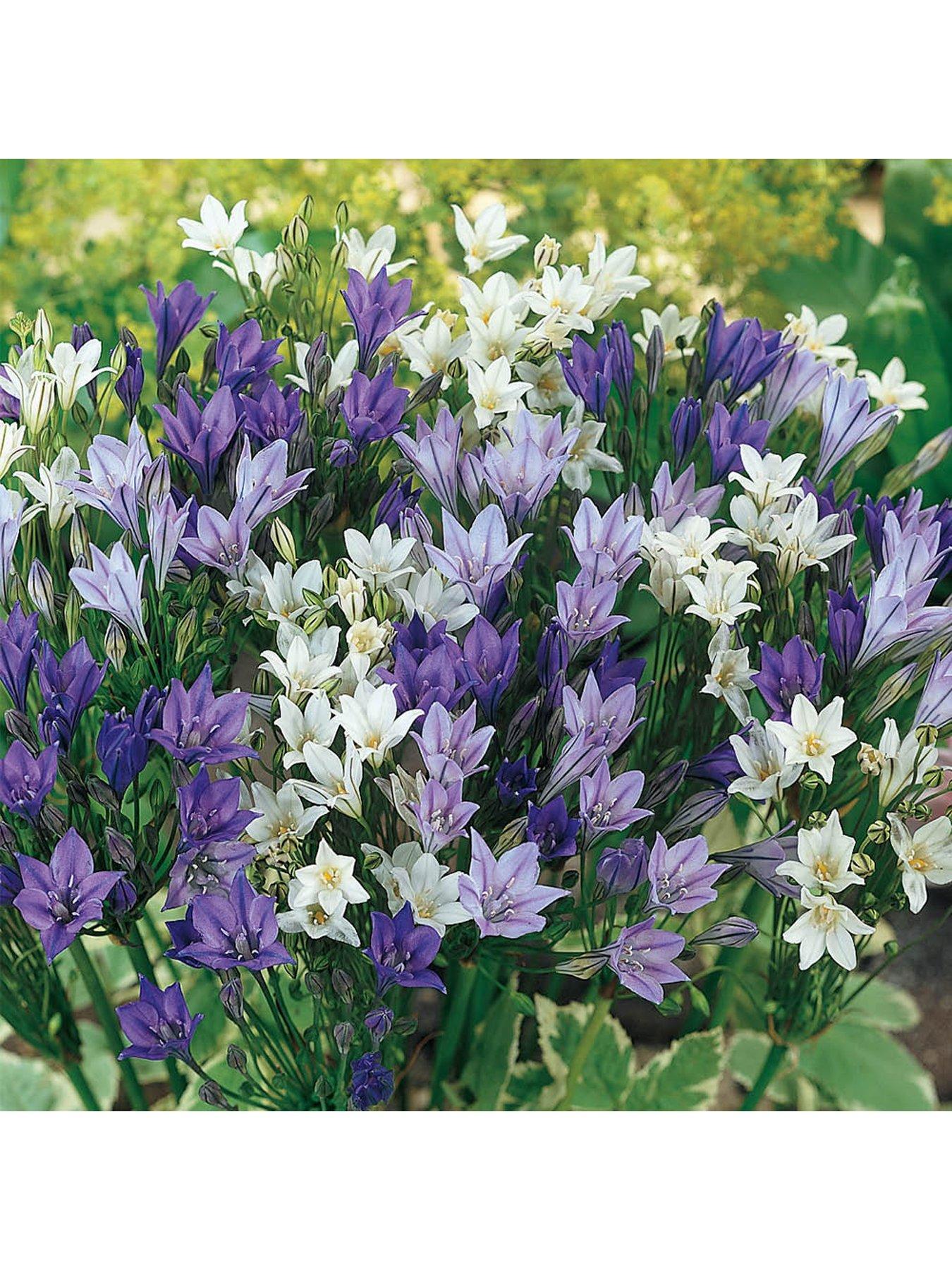  image of you-garden-300-summer-bulb-collection-7-varieties