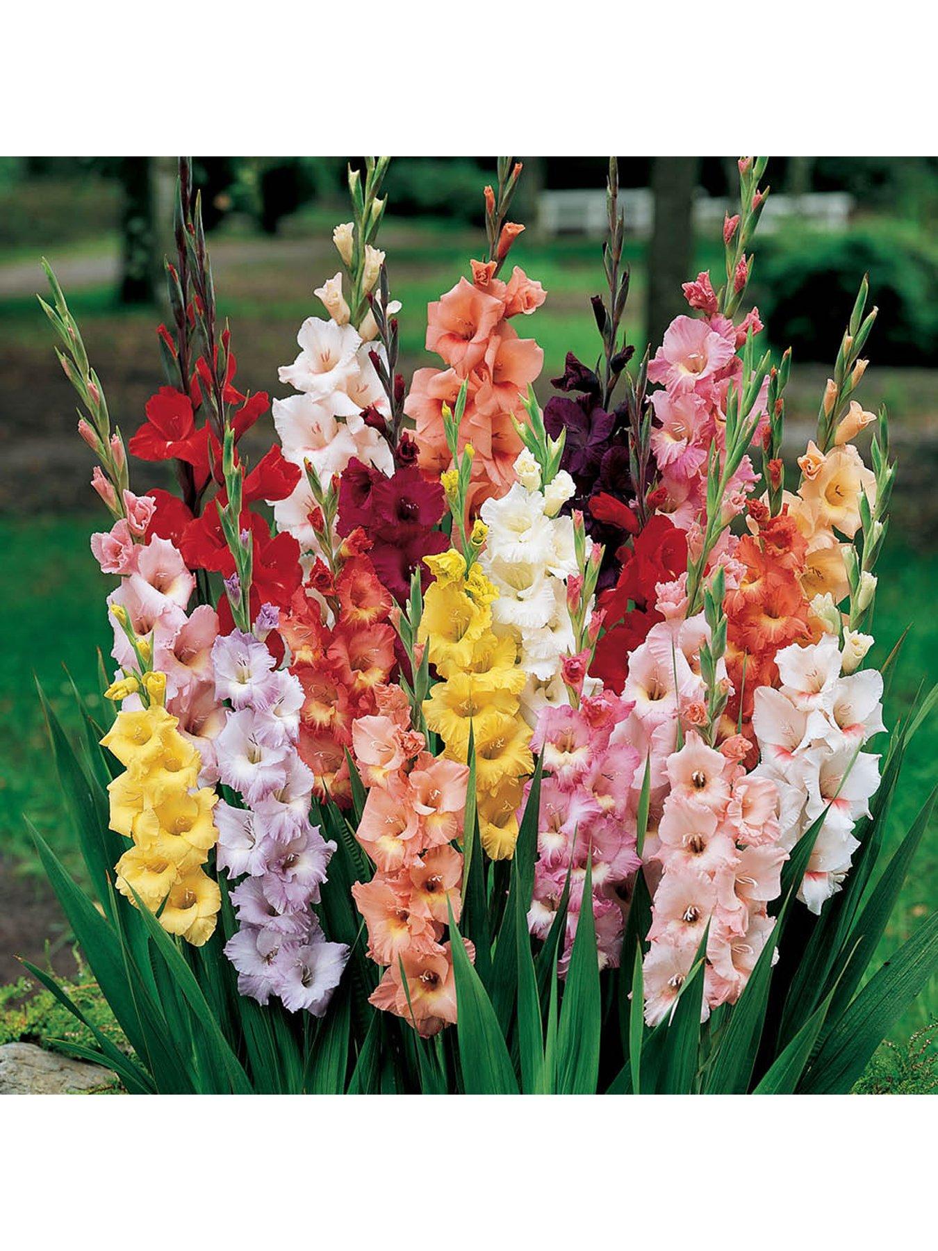  image of you-garden-300-summer-bulb-collection-7-varieties