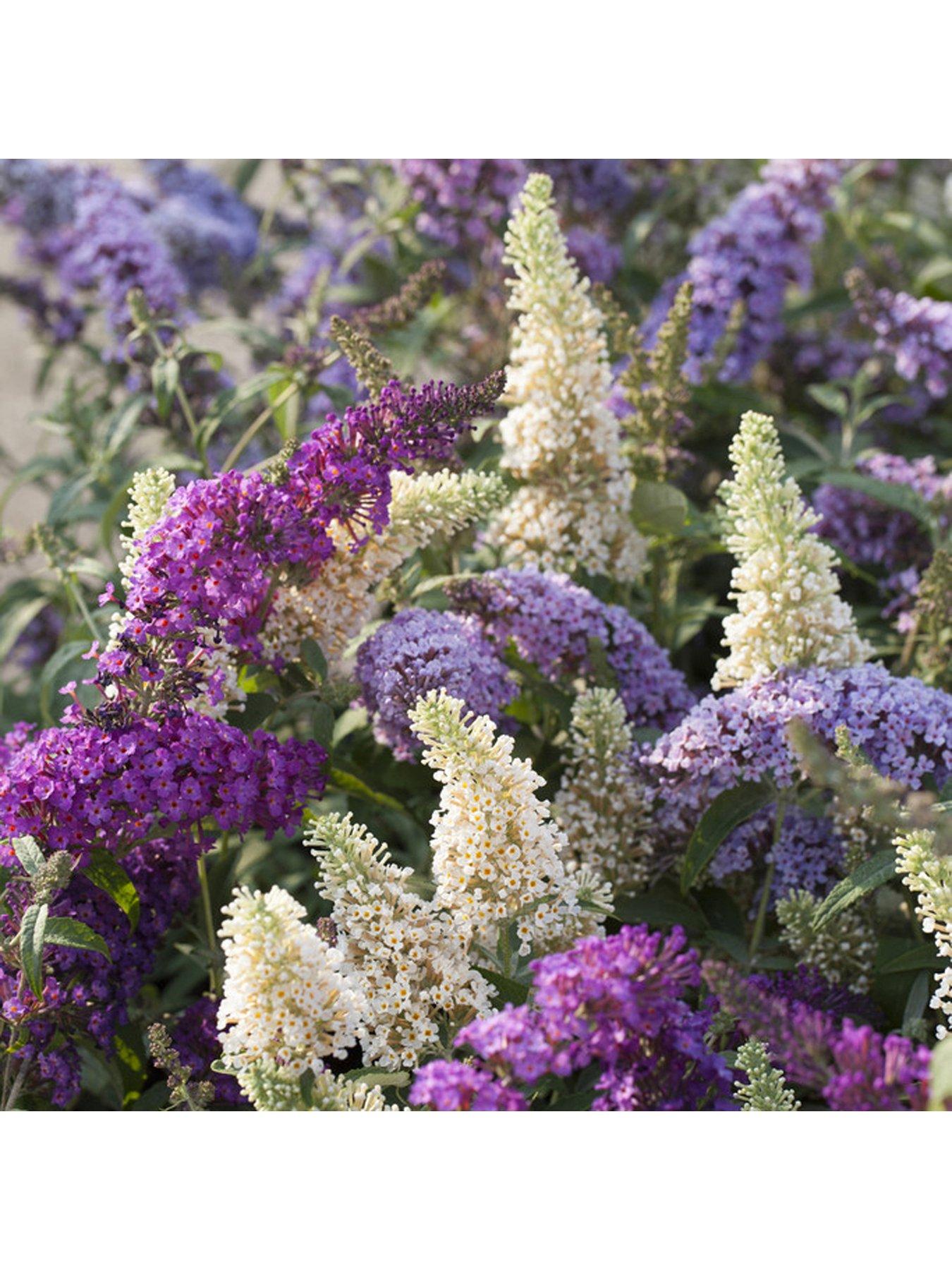 front image of you-garden-buddleia-tricolour-plant-in-2l-pot