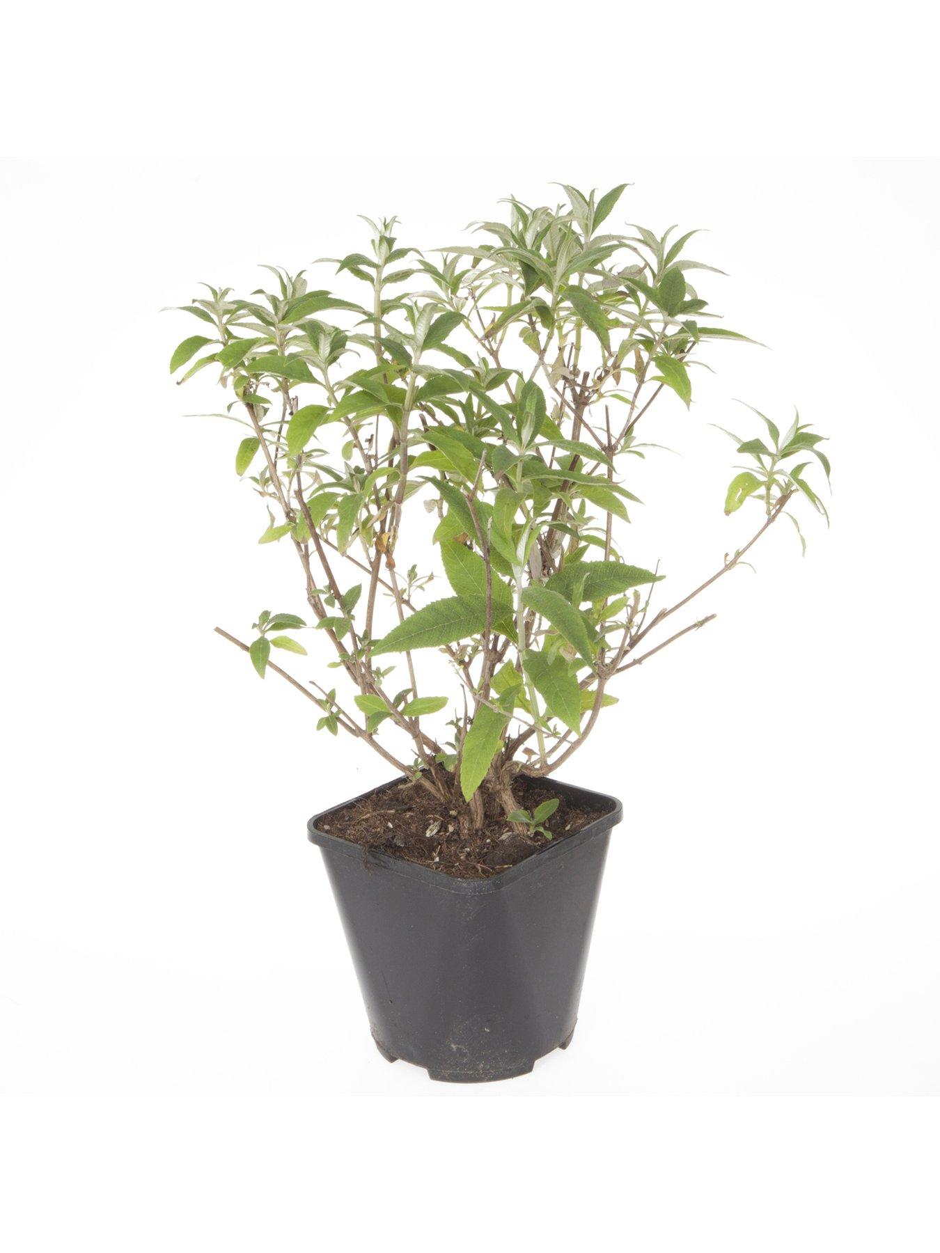 stillFront image of you-garden-buddleia-tricolour-plant-in-2l-pot