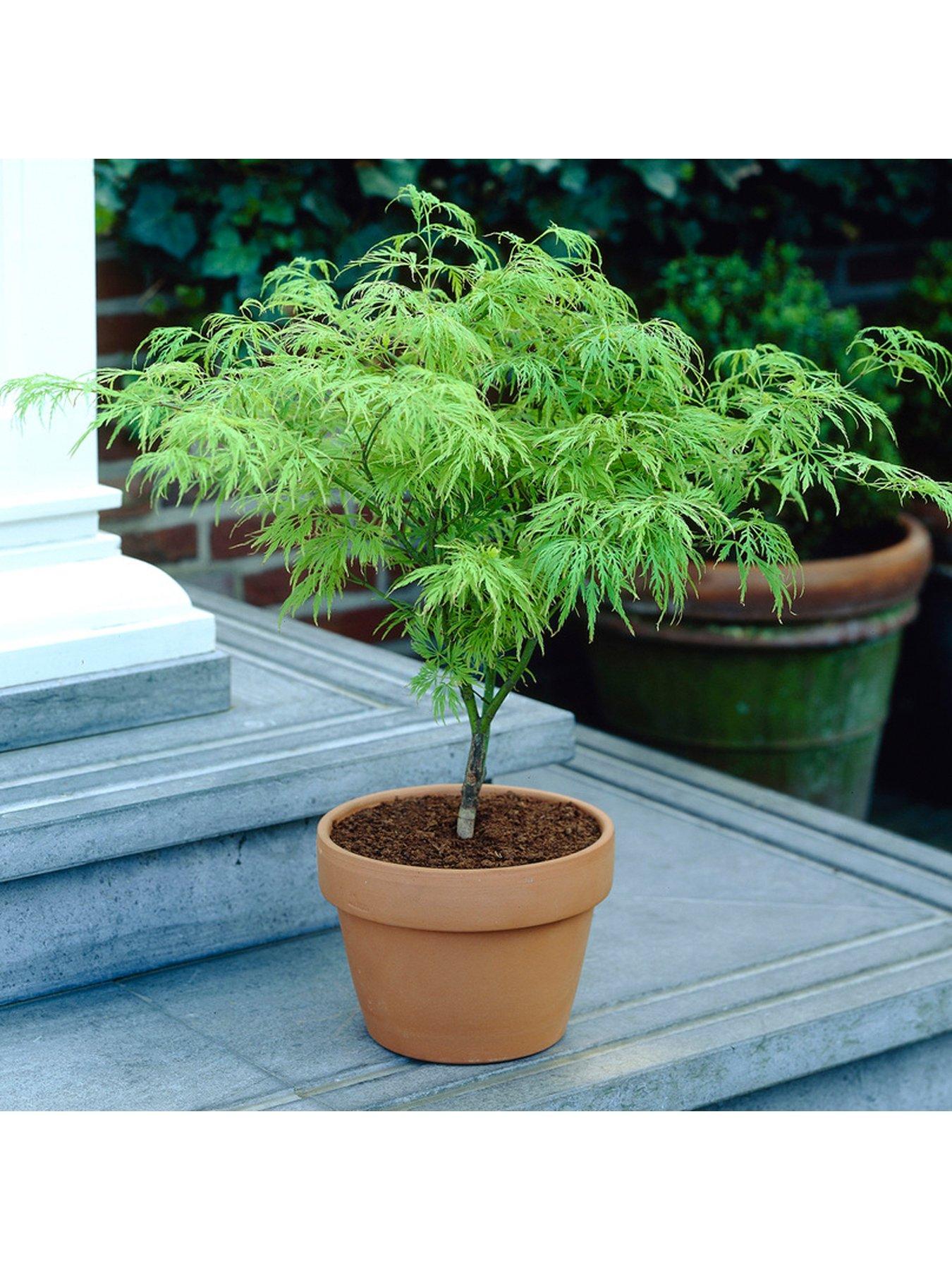 Image 1 of 3 of You Garden Acer Palmatum 'Dissectum' 3L