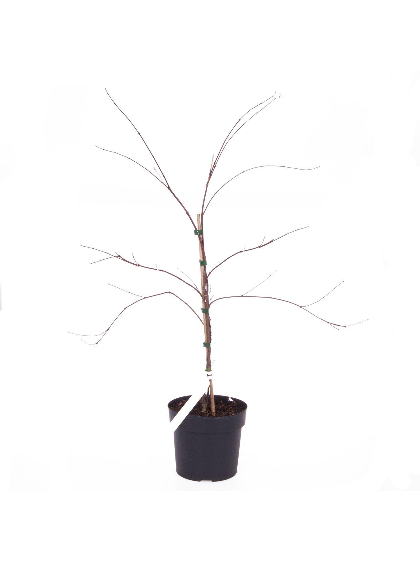 Image 2 of 3 of You Garden Acer Palmatum 'Dissectum' 3L
