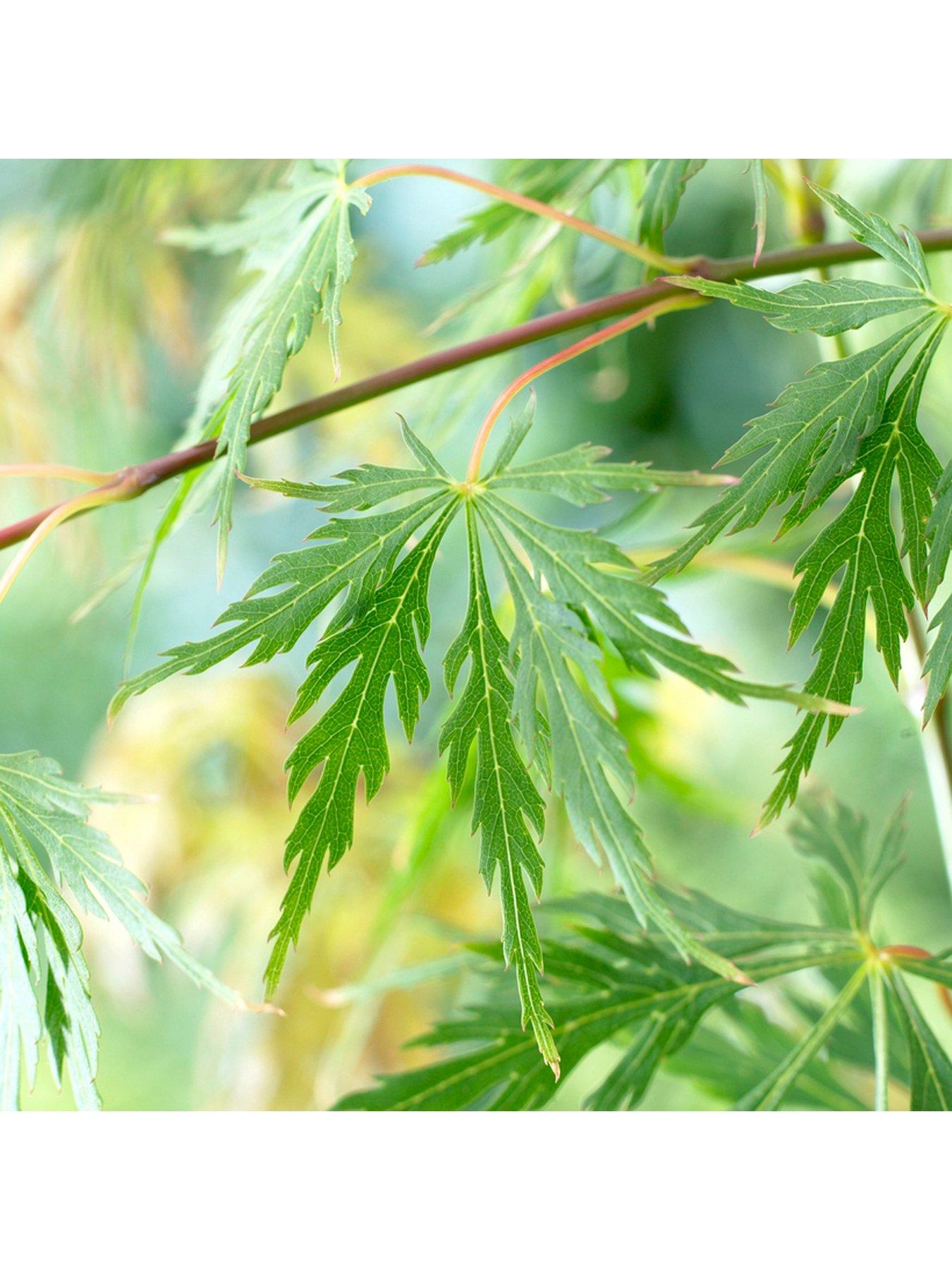 Image 3 of 3 of You Garden Acer Palmatum 'Dissectum' 3L