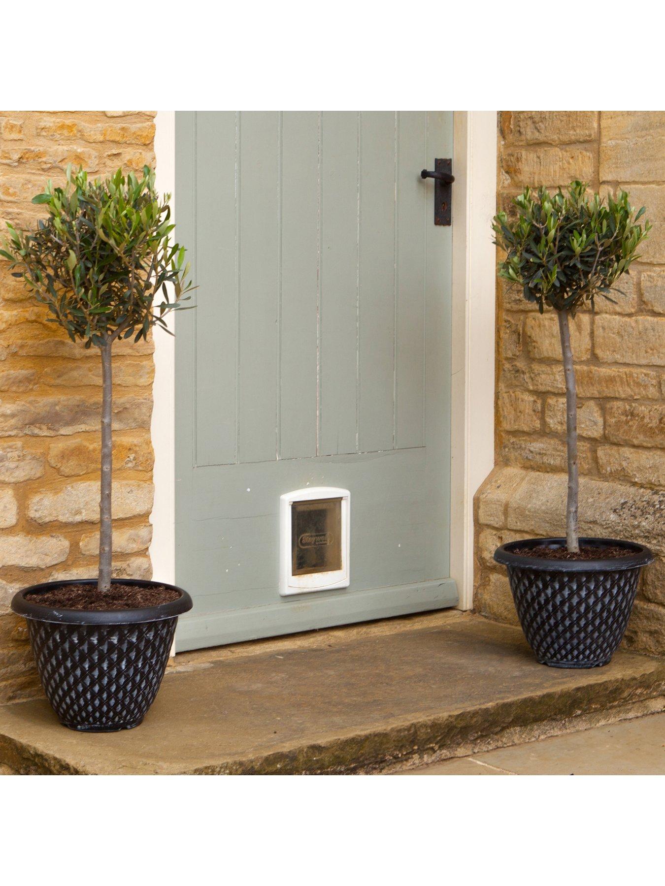 You Garden Pair 1m Olive Tree Standards