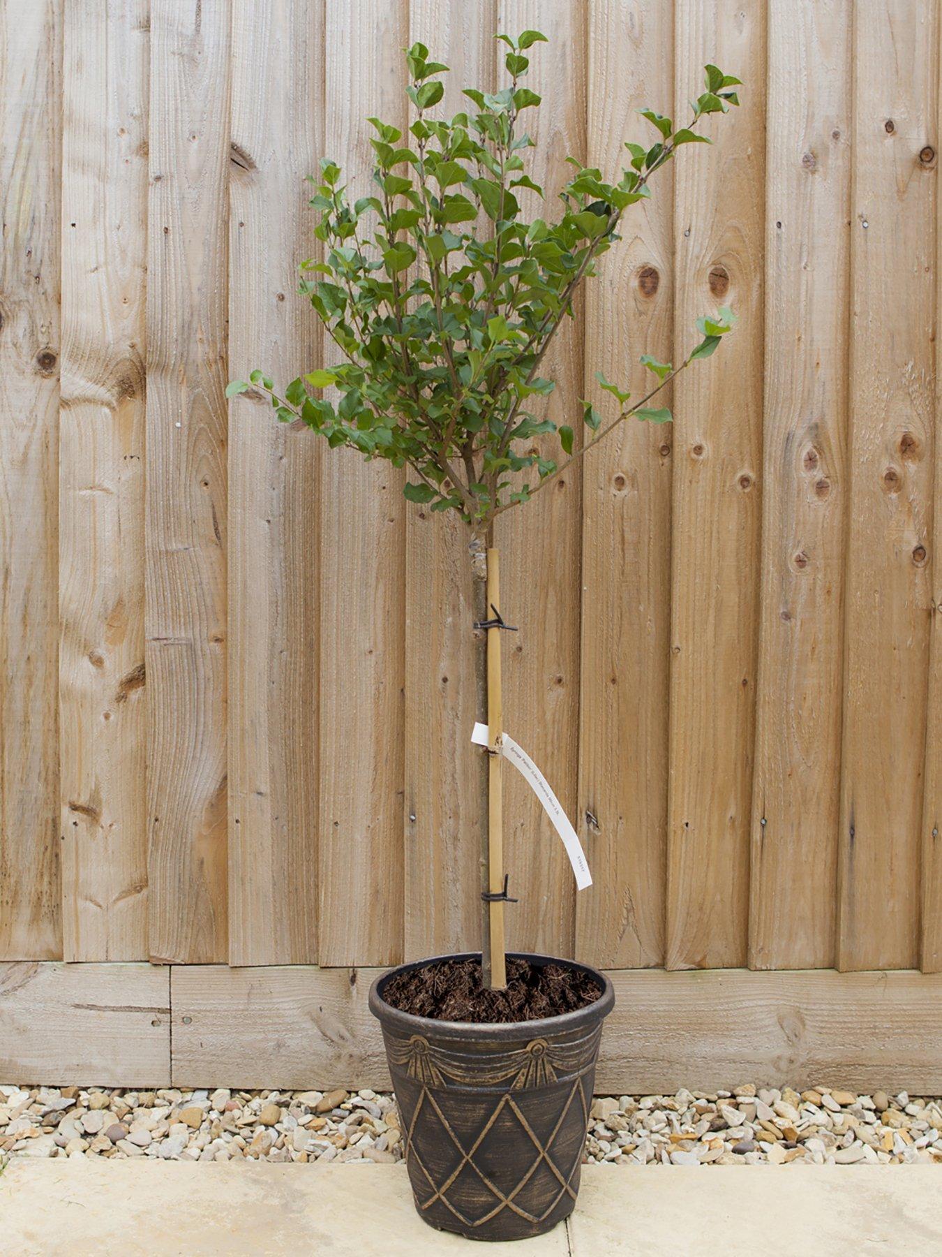 undefined Lilac Syringa Palibin Standard 80-100cm Tall