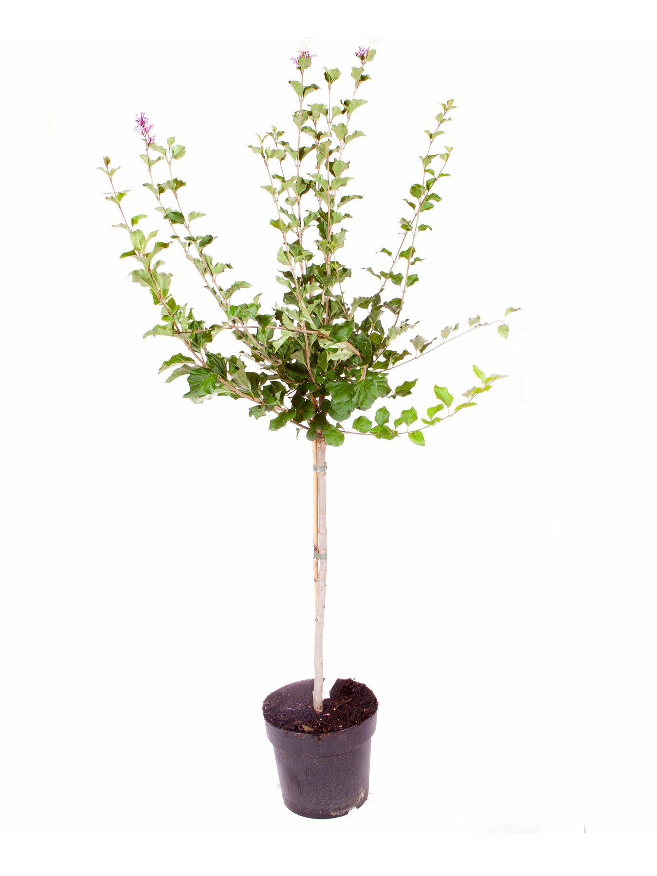 Image 2 of 4 of You Garden Lilac Syringa Palibin Standard 80-100cm Tall