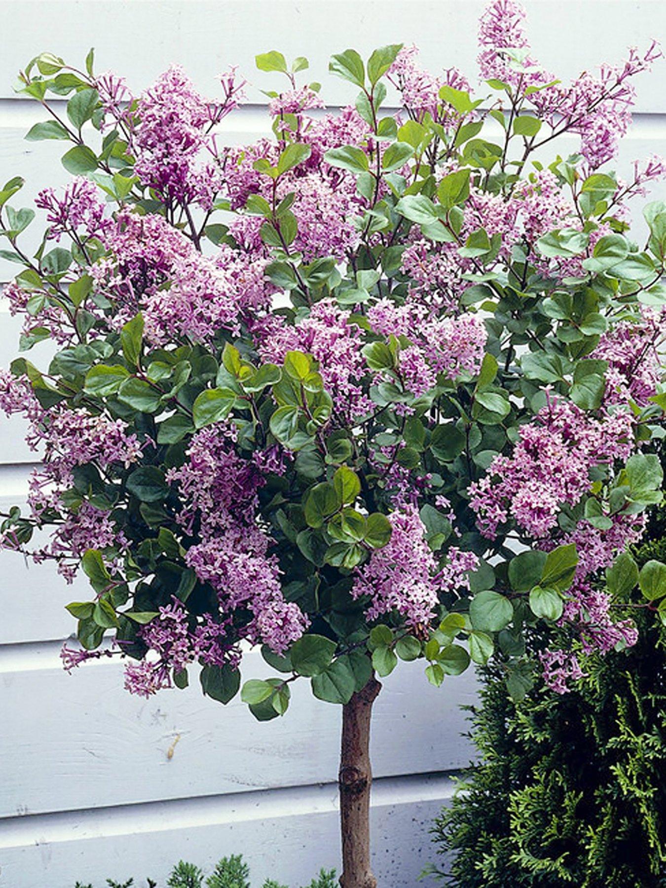 Image 3 of 4 of You Garden Lilac Syringa Palibin Standard 80-100cm Tall