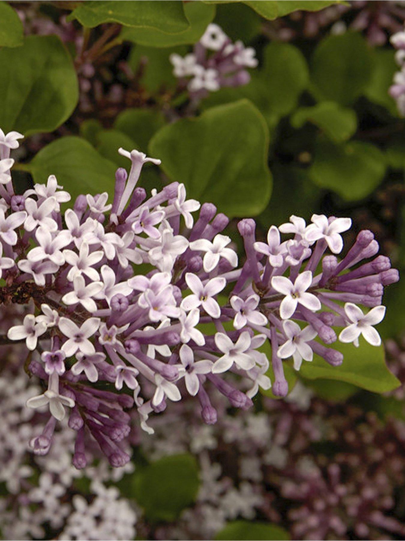 Image 4 of 4 of You Garden Lilac Syringa Palibin Standard 80-100cm Tall