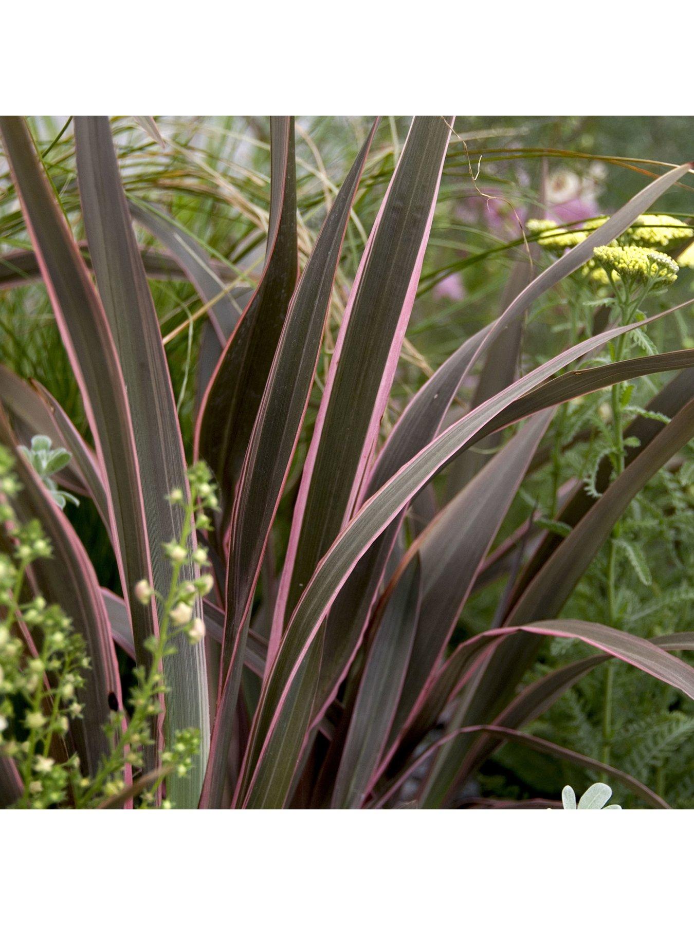 front image of you-garden-phormium-sundowner-pink-5l-pot