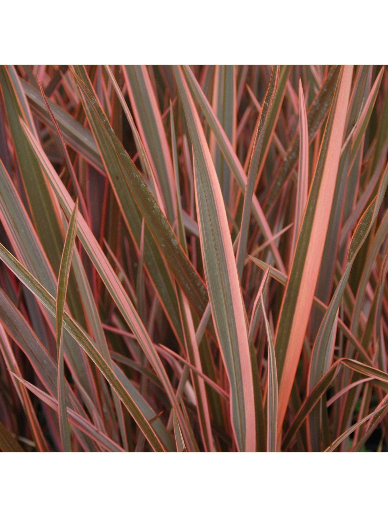 stillFront image of you-garden-phormium-sundowner-pink-5l-pot