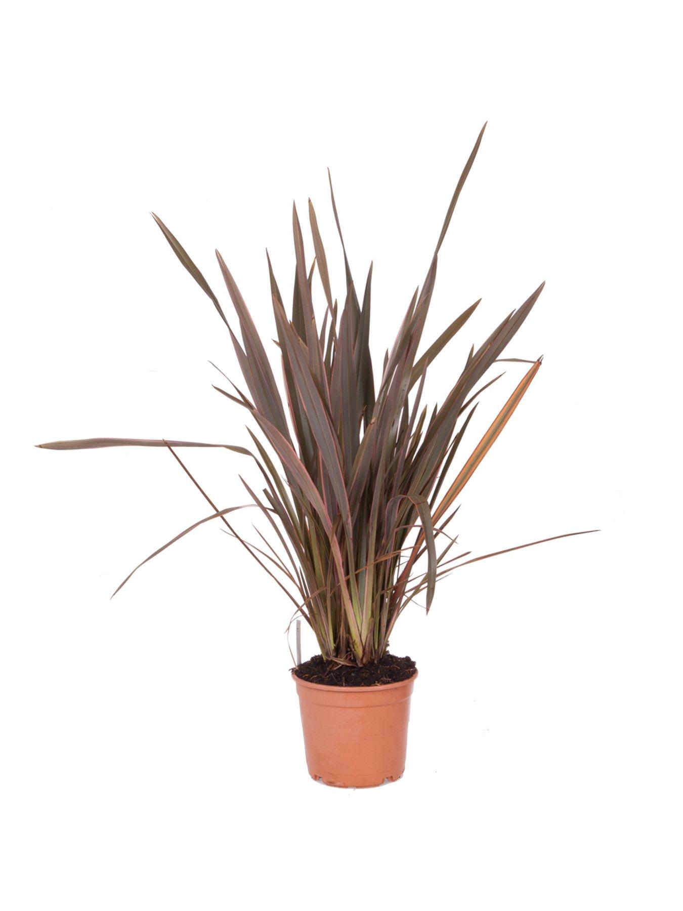 image of you-garden-phormium-sundowner-pink-5l-pot