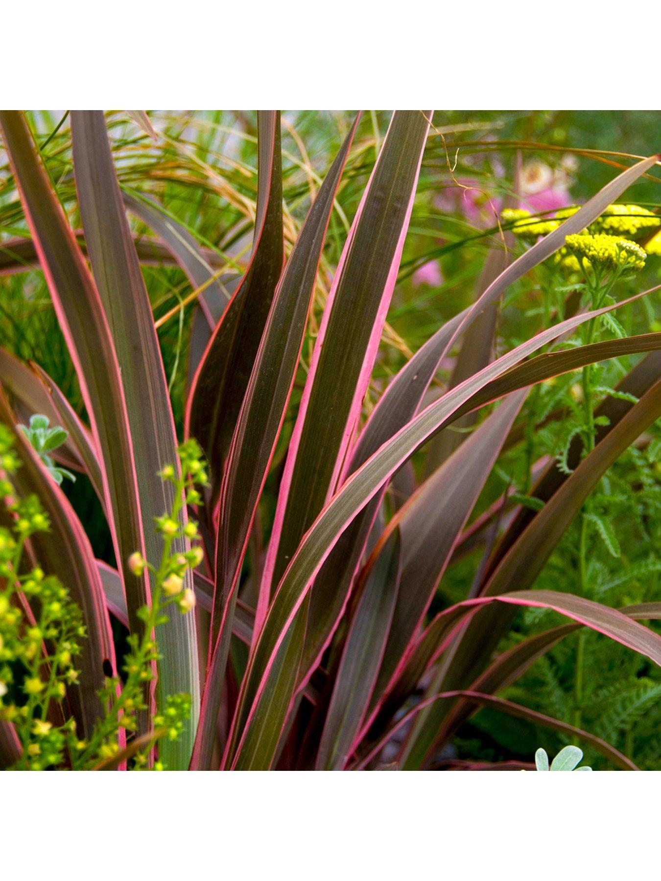  image of you-garden-phormium-sundowner-pink-5l-pot