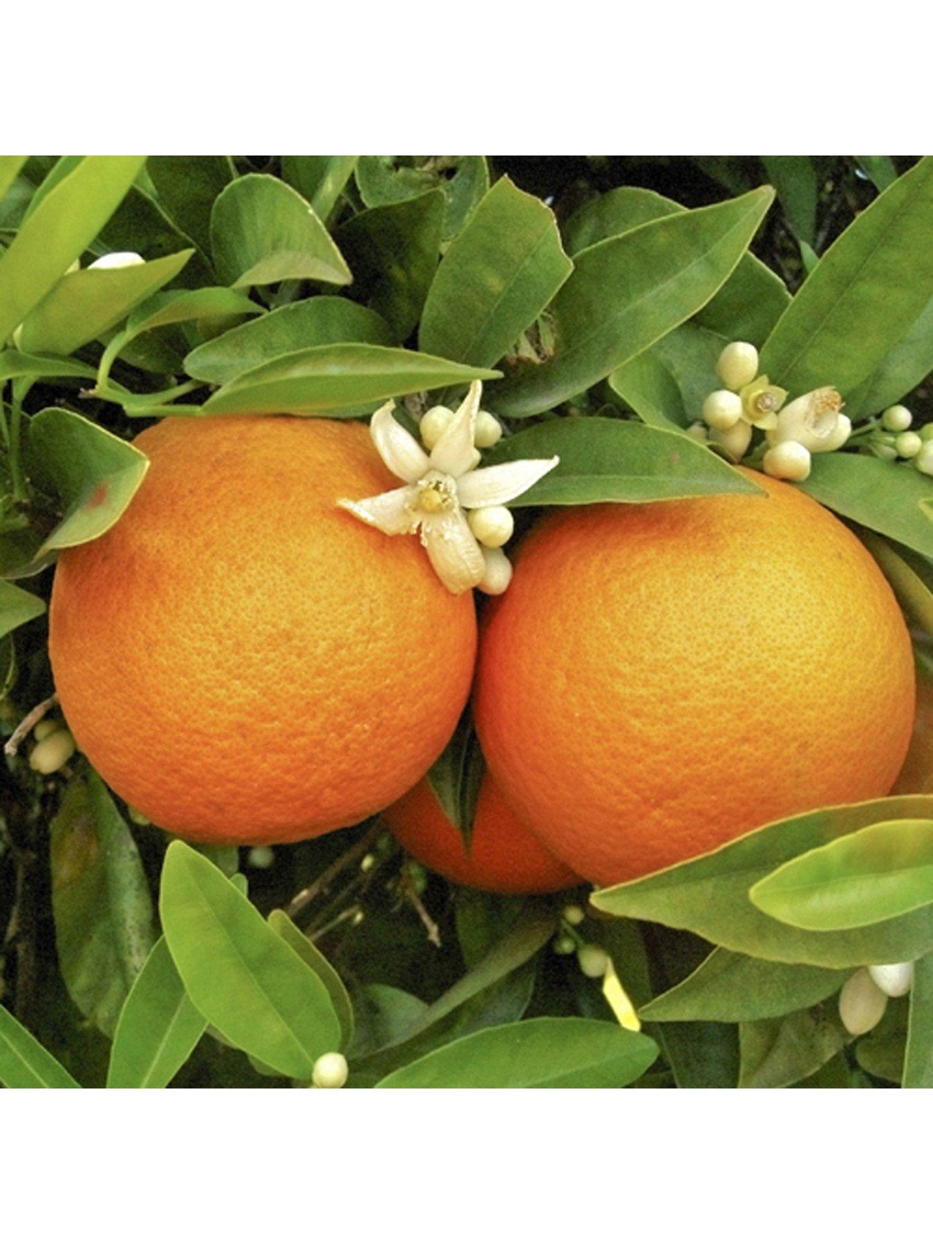 you-garden-large-orange-treenbsp