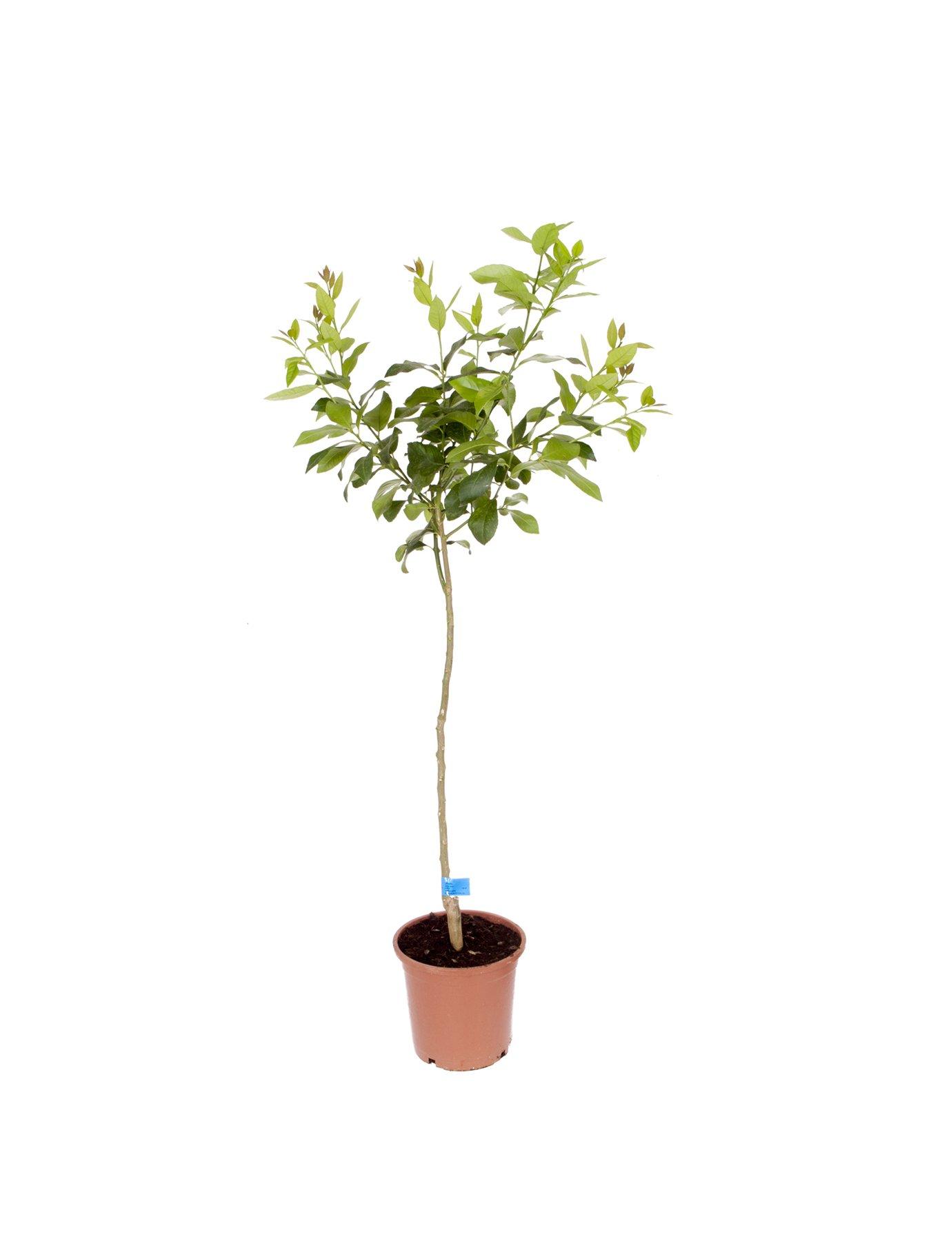 stillFront image of you-garden-large-orange-treenbsp