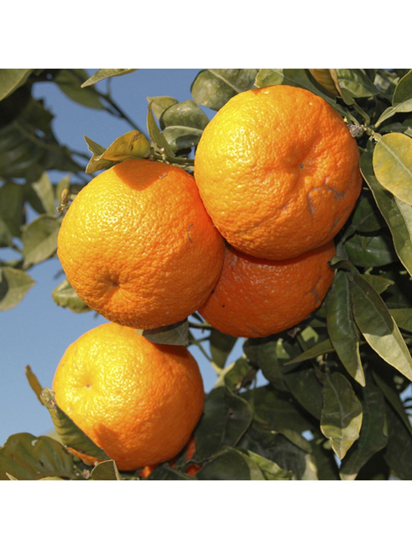 Image 3 of 5 of You Garden Large Orange Tree