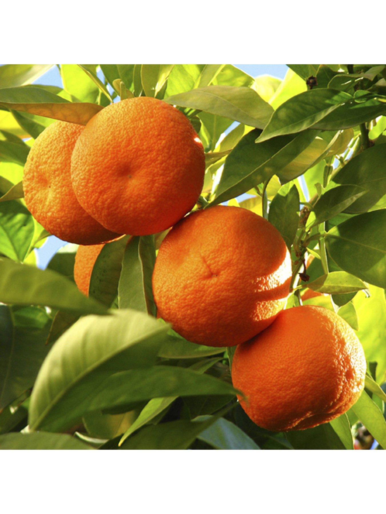 Image 4 of 5 of You Garden Large Orange Tree