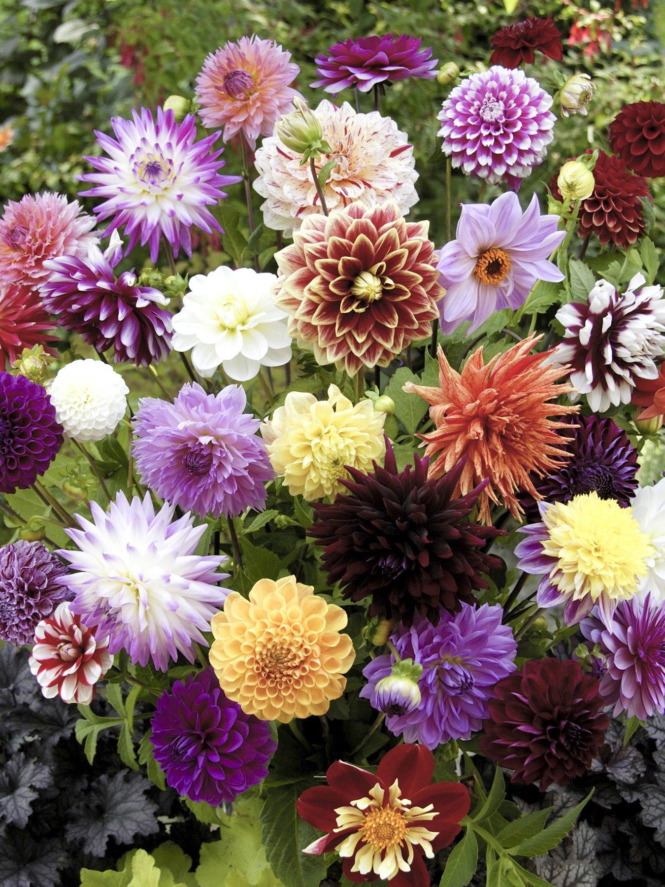You Garden Dahlia 'Hybridisers Mix' X 10 Tubers