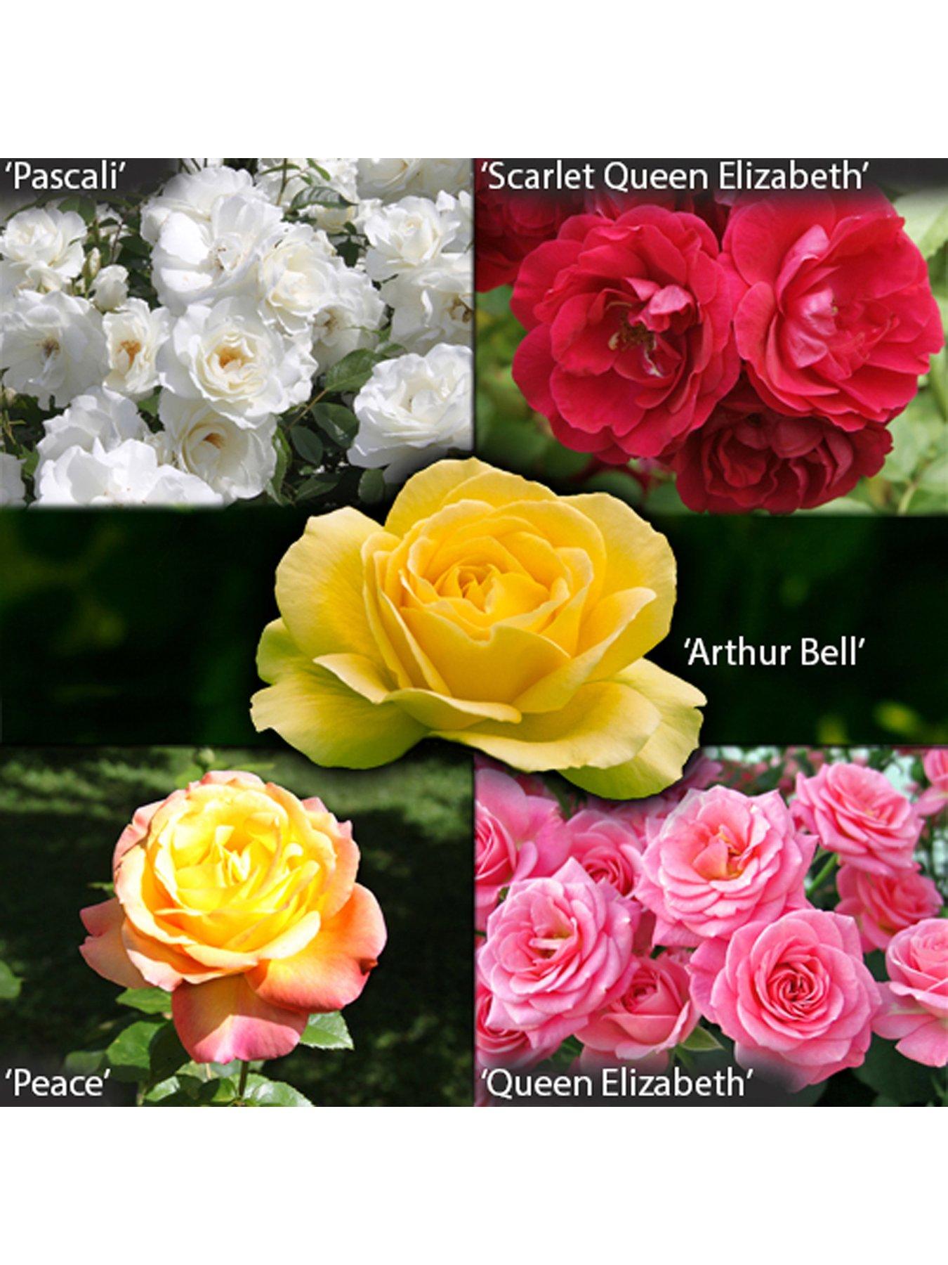You Garden Garden Glamour Rose Bushes X5 Bushes Bare Root