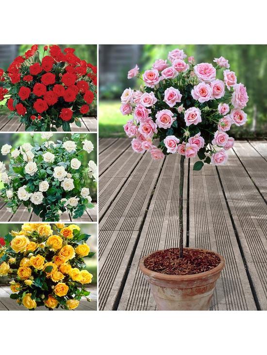 front image of patio-standard-roses-collection-x-4-bare-roots