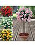  image of patio-standard-roses-collection-x-4-bare-roots
