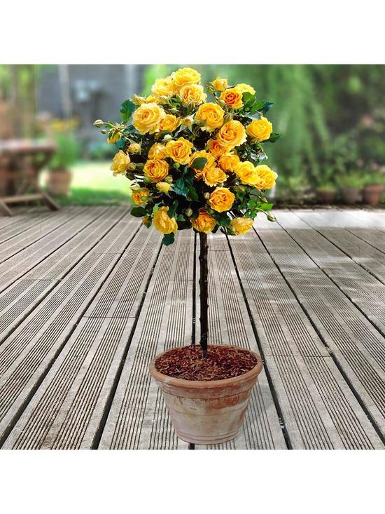 stillFront image of patio-standard-roses-collection-x-4-bare-roots