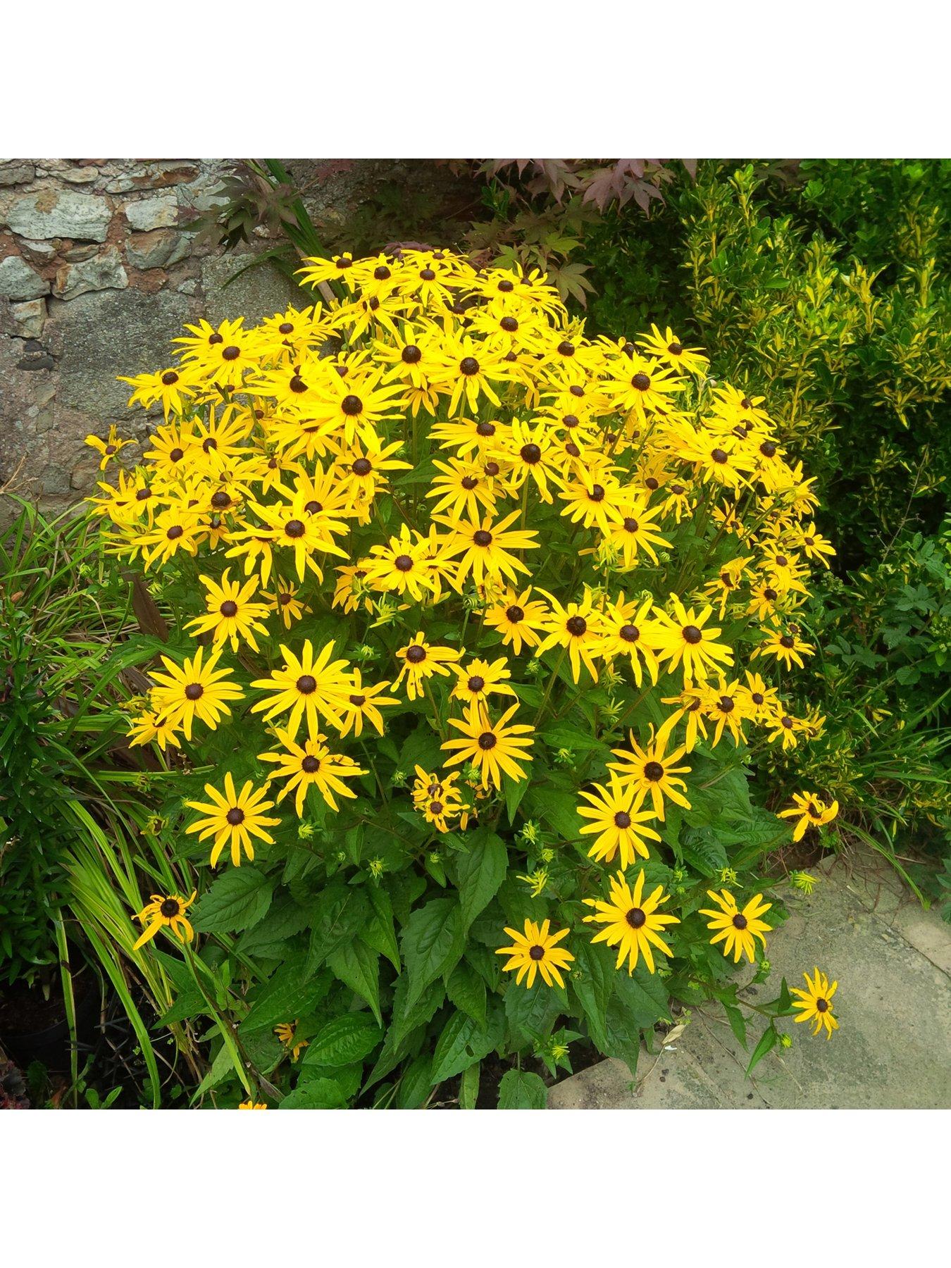 front image of you-garden-rudbeckia-goldsturm-3-x9cm-plants