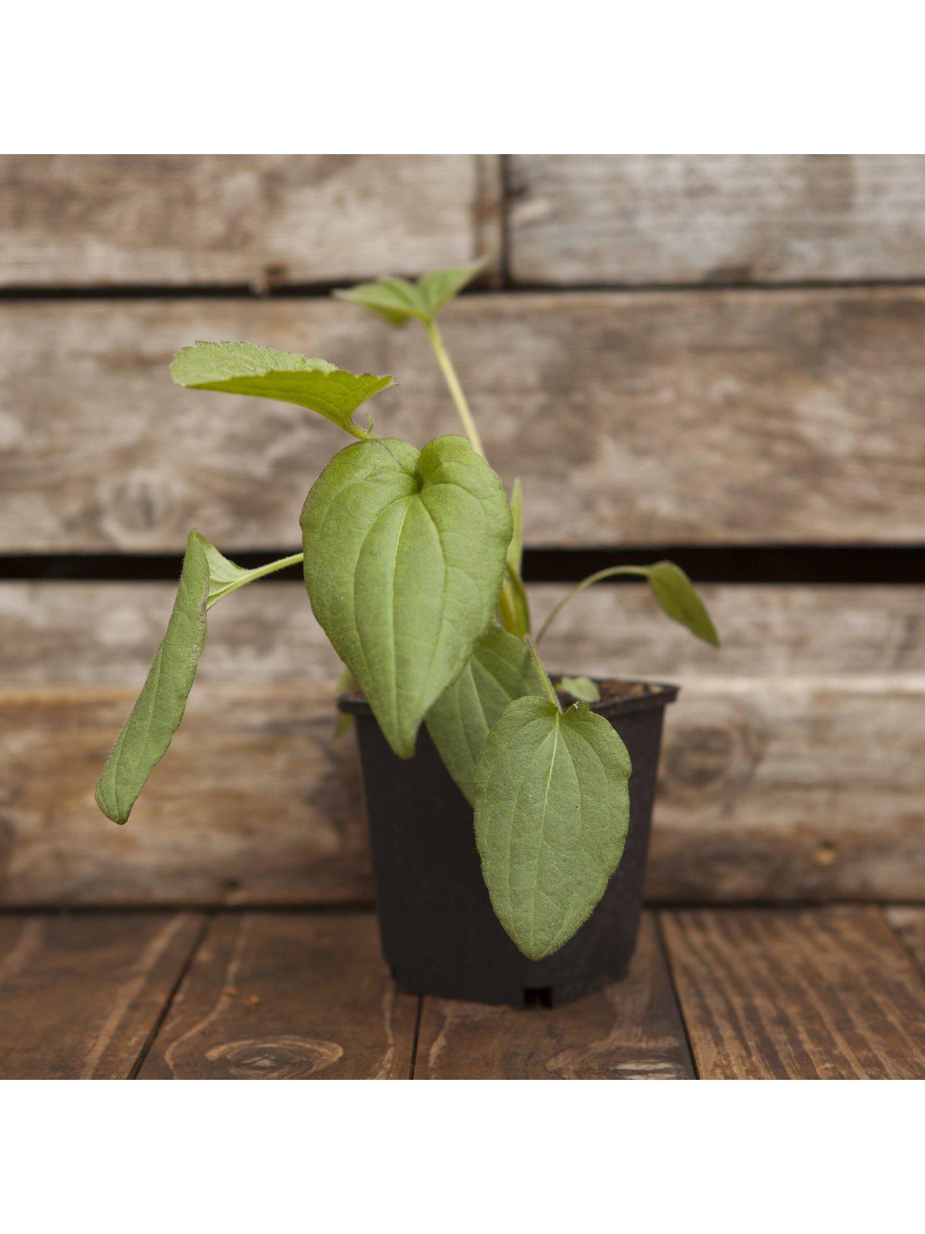 stillFront image of you-garden-rudbeckia-goldsturm-3-x9cm-plants