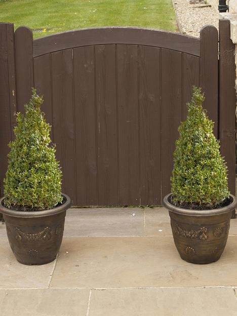 pair-of-box-topiary-pyramids-buxus-sempervirens-45-50cm-tall