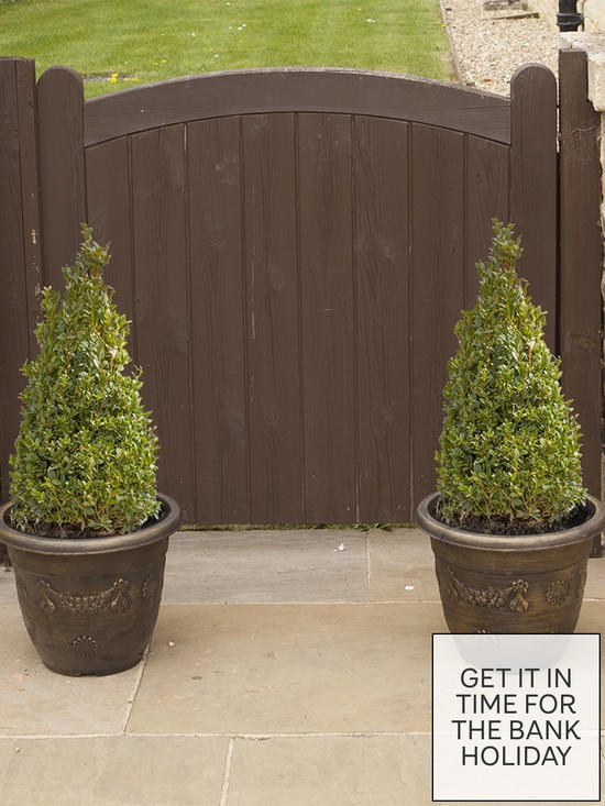 front image of pair-of-box-topiary-pyramids-buxus-sempervirens-45-50cm-tall