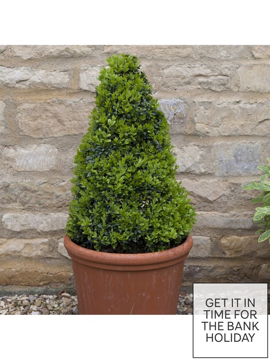 stillFront image of pair-of-box-topiary-pyramids-buxus-sempervirens-45-50cm-tall