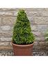  image of pair-of-box-topiary-pyramids-buxus-sempervirens-45-50cm-tall
