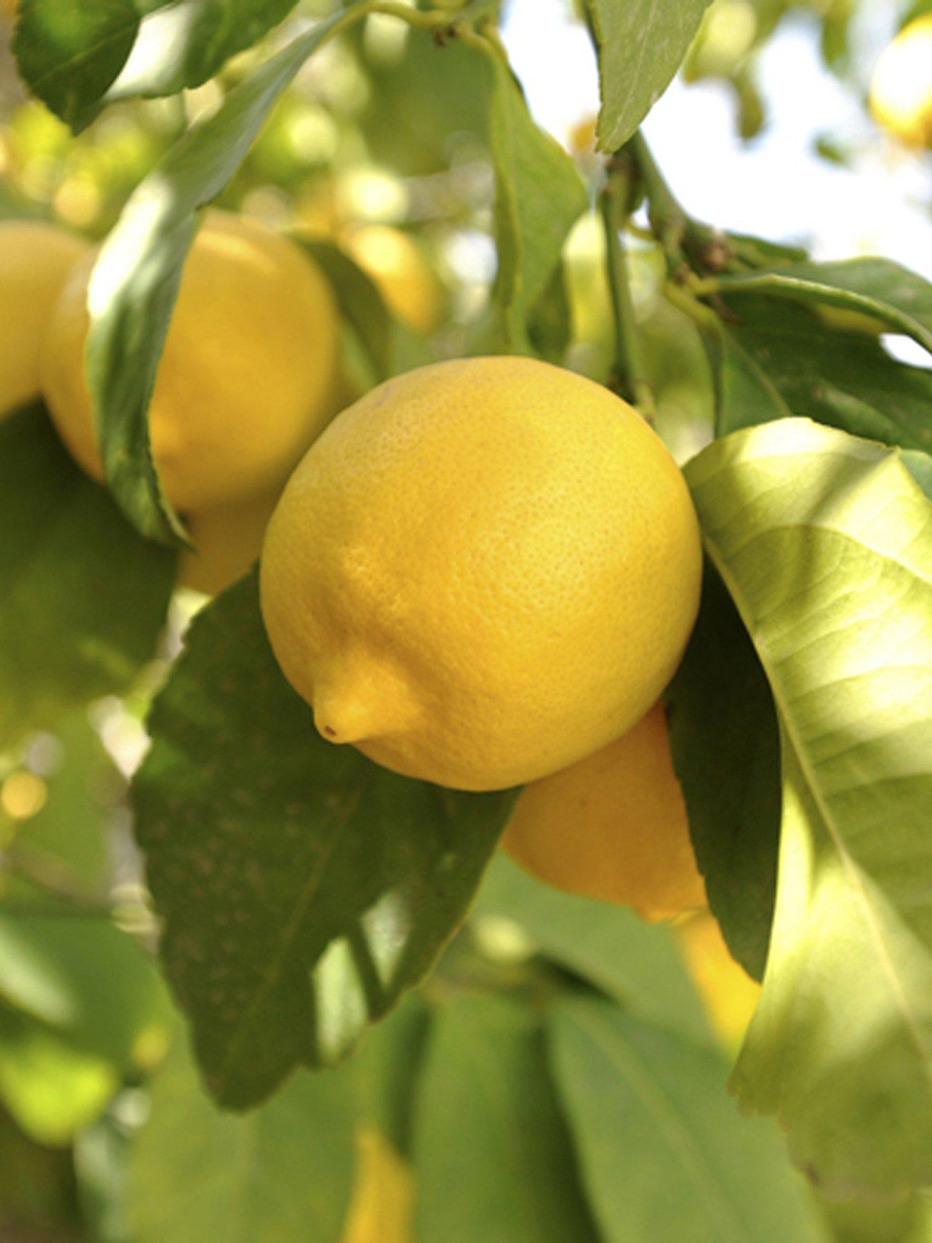 you-garden-large-lemon-eureka-treenbsp