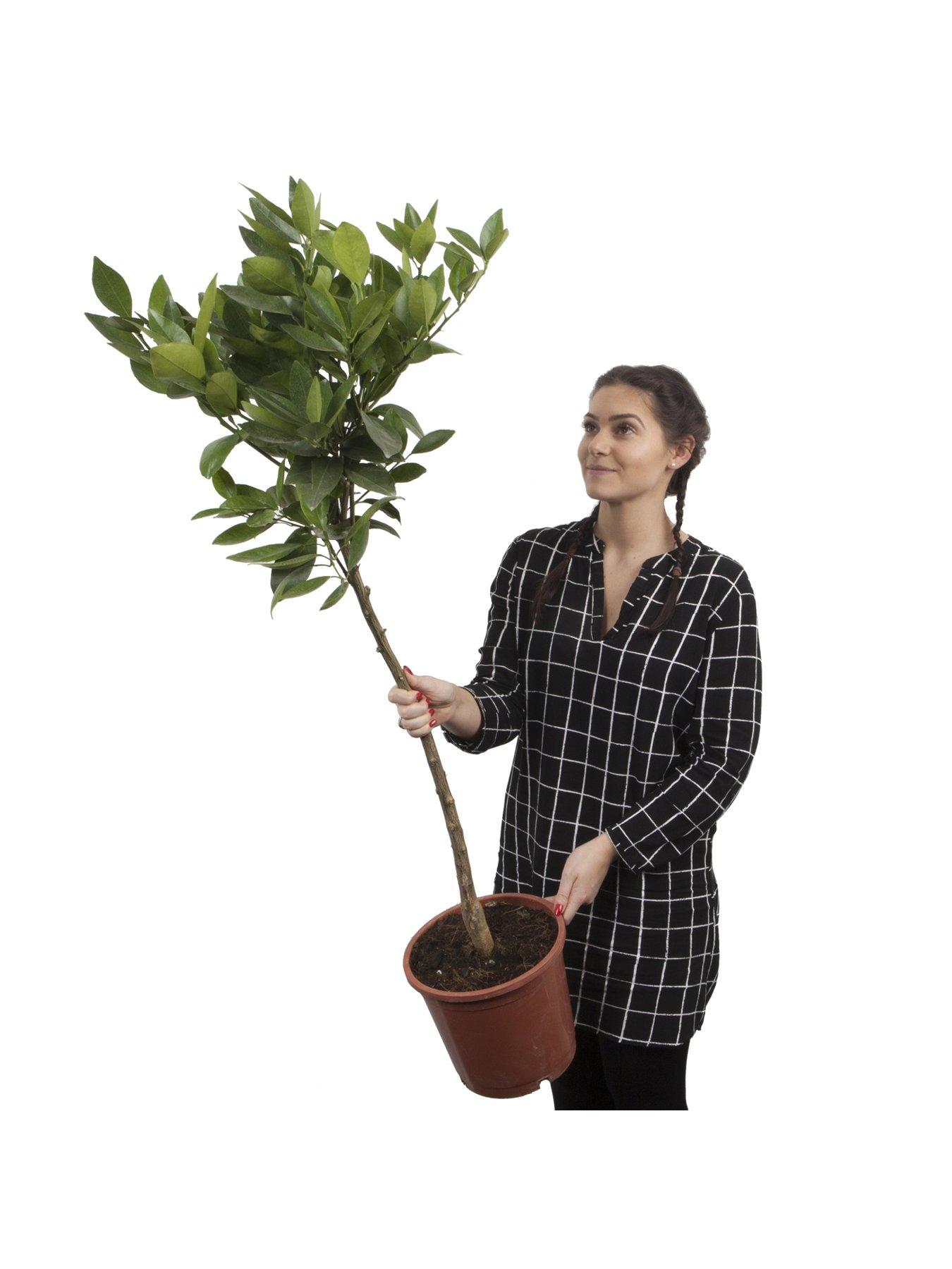 Image 2 of 5 of You Garden Large Lemon Eureka Tree